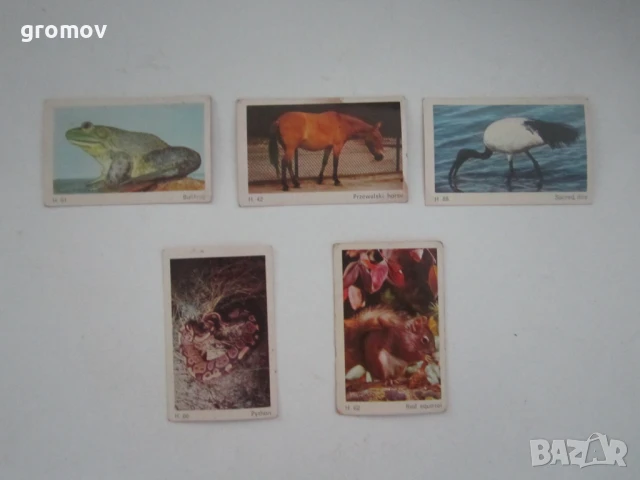 картончета от дъвки Dandy, снимка 3 - Колекции - 50664645