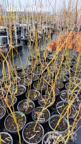Къдрава върба ‘Тортуоса’, (Salix matsudana ‘Tortuosa’), снимка 10 - Градински цветя и растения - 53639320