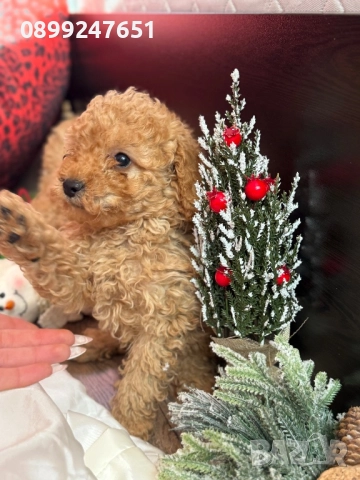 Пудел той момченце , снимка 3 - Пудели - 52853174