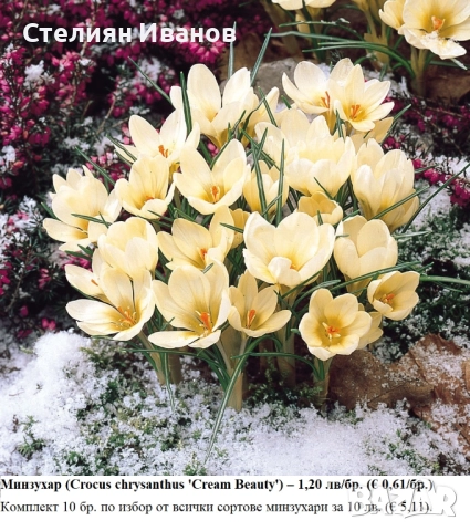 СОРТОВИ МИНЗУХАРИ – ЛУКОВИЦИ, снимка 3 - Сортови семена и луковици - 52372805