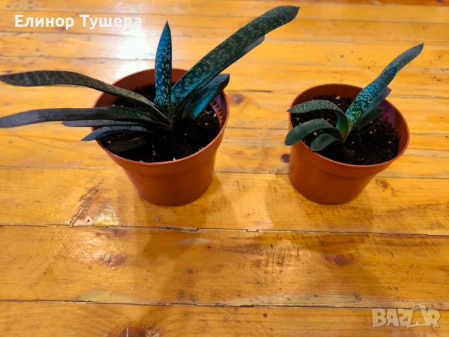 дърво на живота и гастерия , снимка 6 - Стайни растения - 53841000