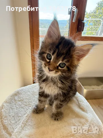 Maine coon чистокръвни, снимка 8 - Мейн кун - 56132815