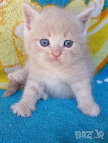Сибирче, сибирска котка, сибирски котенца, сибирско коте, хипоалергично, момче крем, снимка 2 - Сибирски - 56181080