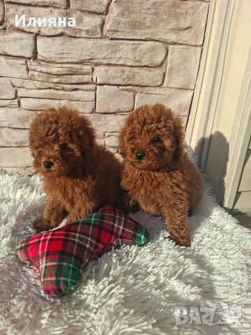 Пудел той момчета , снимка 4 - Пудели - 53747944