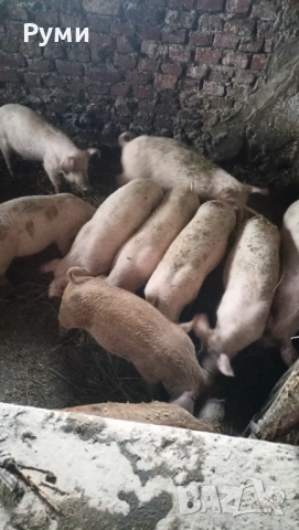 Продавам прасенца 30-35кг, снимка 4 - Прасета - 52775404