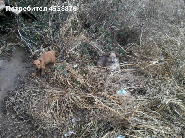 продавам пудел