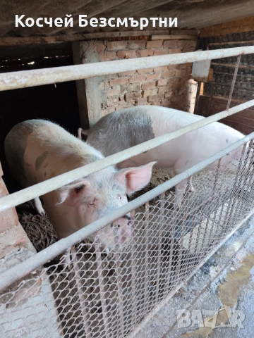 Свине майки, снимка 6 - Прасета - 53018708