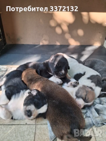 Каракачанки, снимка 1