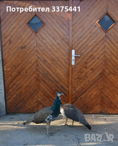 продавам чифт индийски пауни , снимка 3 - други­ - 53670595