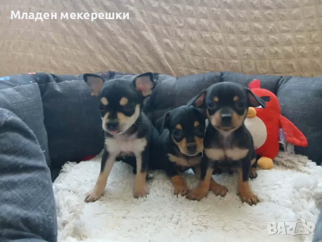 Раковски мини кученца