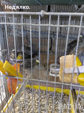 Канарчета лизард .2026