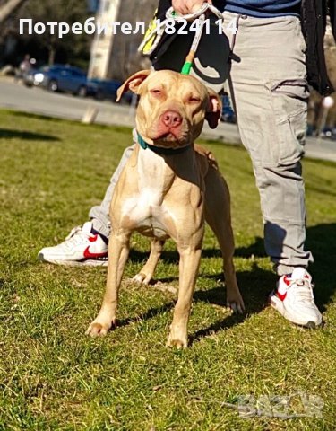 Питбул за разплод/pitbull rednose, снимка 6 - Питбул - 41796263