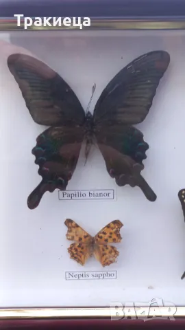 ПРЕПАРИРАНИ ПЕПЕРУДИ В РАМКА КАРТИНА, снимка 6 - Декорация за дома - 48794507