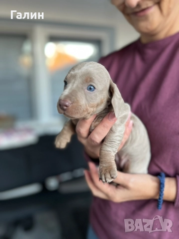 Мини дакелчета, снимка 2 - Дакели - 52385170