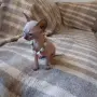 Котка порода сфинкс, снимка 7