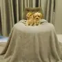 Малтипу малтипу , снимка 7