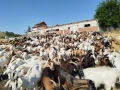 Продавам кози, снимка 7