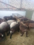 Мъжки агнета 22-25 килограма , снимка 6