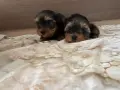 Мъжко йорки стандарт, снимка 1