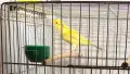 Свободни мъжки канарчета, снимка 2