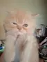 Мъжко персийско котенце , снимка 4