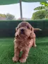Cavapoo  Кавапу, снимка 5