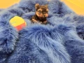 мини йорки момченце, снимка 4