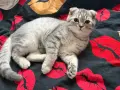Шотландска клепоуха/Сребърно таби, снимка 13