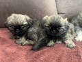 Малки Пекинези, снимка 3