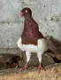 Продавам гълъби датски летачи, снимка 1