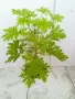 Китайска роза, Индрише, Пасифлора, Индрише , снимка 15
