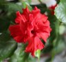 Продавам Японска роза, цъфти кичесто тъмночервено, снимка 1 - Стайни растения - 38110353