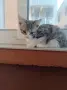 Подаряват се три спасени малки котенца, снимка 15