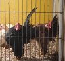Пиленца и яйца от Малайска Серама - промоция