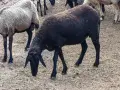 свободни овце за дамазлък, снимка 4