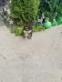 Померан померанче момче Мерле , снимка 4