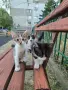 Три котенца сирачета търсят домове, снимка 2