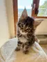 Maine coon чистокръвни, снимка 8