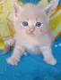 Сибирче, сибирска котка, сибирски котенца, сибирско коте, хипоалергично, момче крем, снимка 2