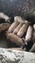 Продавам прасенца 30-35кг, снимка 4