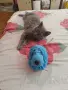 Jiggly Pets и Прасенцето Пигли, снимка 2