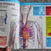 Енциклопедия " Искам да знам-Човешкото тяло", снимка 6 - Детски книжки - 41605733