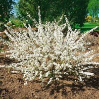Японска Вишна-(Prunus Alba Plena), снимка 11 - Градински цветя и растения - 40121338