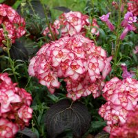 Хортензия Мис Саори, снимка 3 - Градински цветя и растения - 40915120