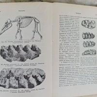 Кратъкъ курсъ по палеонтология (Палеозоология) Петър Бакалов, снимка 5 - Енциклопедии, справочници - 42341841