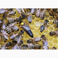 Пчелни майки - Карпатска и Карника - ОПЛОДЕНИ, снимка 2 - За пчели - 44710352
