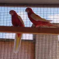 Пойни папагали , розели - пъстри , рубино., снимка 1 - Папагали - 41608946