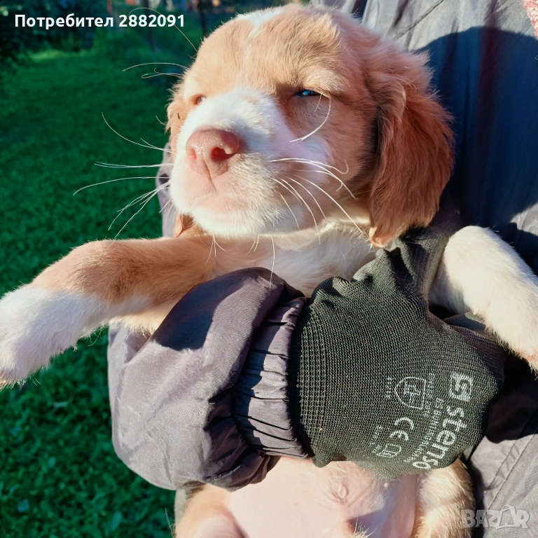 Подарявам тримесечно куче , снимка 1