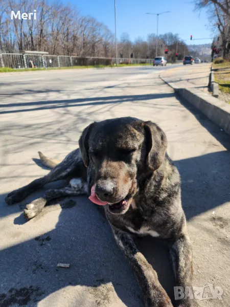 Мъжко куче търси дом, снимка 1