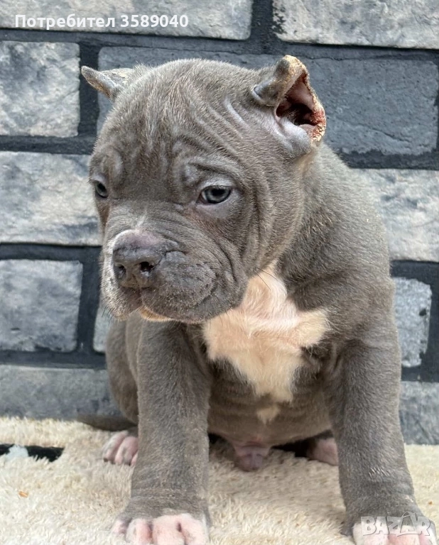 American Bully XL, снимка 1